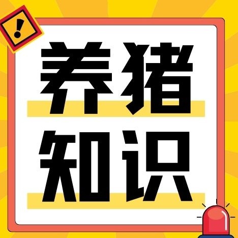 高温天仔猪难养！记住这几点，少生病长得快