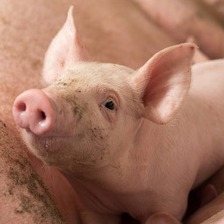 利高霉素：养猪场的&ldquo;厌氧菌克星&rdquo;与多面手， 饲料中添加的四大黄金时机