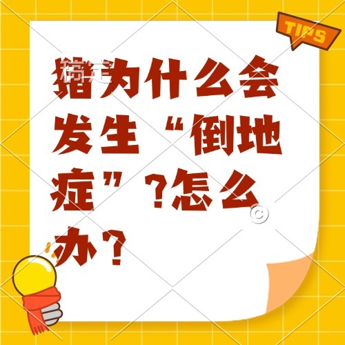 猪为什么会发生&ldquo;倒地症&rdquo;?怎么办？