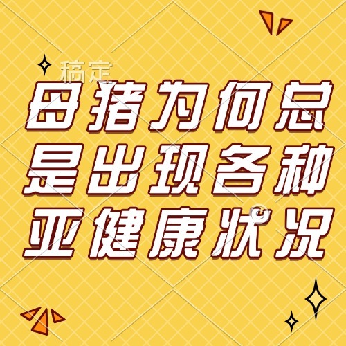 母猪为何总是出现各种亚健康状况