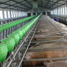 搞了批次化养猪反而越养越差？六大常见误区，大多数猪场都踩坑了