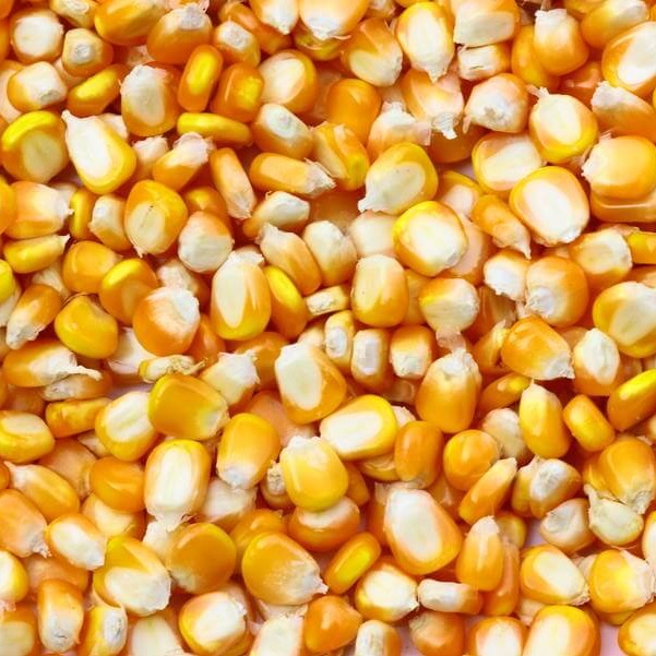 美国大豆的定价逻辑正在重塑