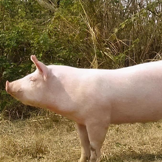 Emerg Infect Dis：英国猪群首次发生塞内卡病毒疫情