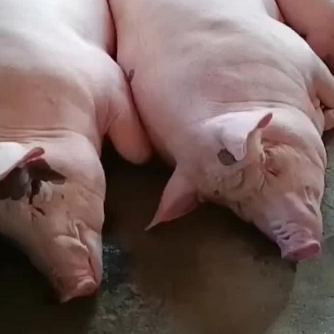 大栏饲养的调栏应激分析