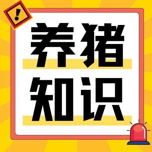 养猪全套核心技术！从母猪到育肥，全程手把手教学