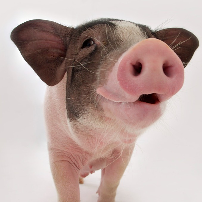 蚊蝇危害分析及处理措施