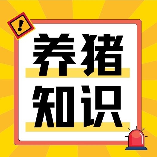 饲料只看颜色、猪粪发黑就上当？8个养猪常见误区
