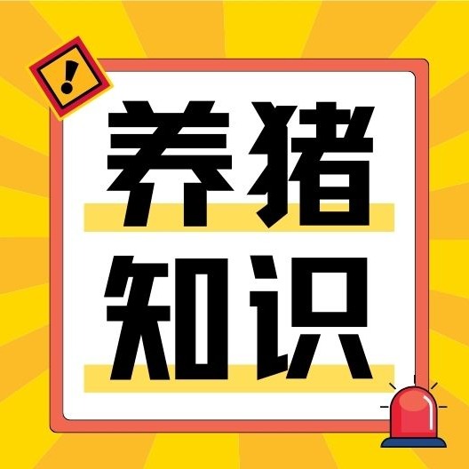 猪病反复难根治、用药没用！四大根源，养殖户一定要看懂