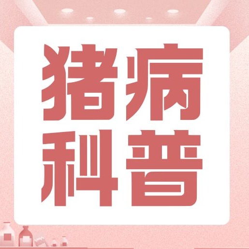断奶仔猪拒绝吃食怎么办？教你入手解决