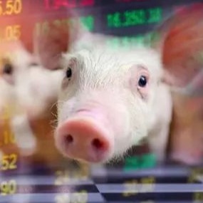 去化近300万头，母猪料却反增4.2%？猪价磨底周期或远超预期