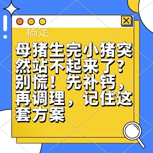 母猪生完小猪突然站不起来了？别慌！先补钙，再调理，记住这套方案