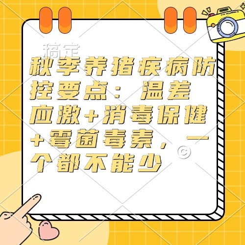 秋季养猪疾病防控要点：温差应激+消毒保健+霉菌毒素，一个都不能少