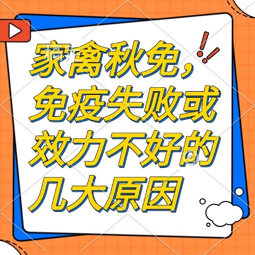 家禽秋免，免疫失败或效力不好的几大原因