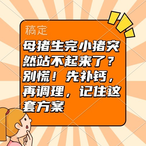 母猪生完小猪突然站不起来了？别慌！先补钙，再调理，记住这套方案