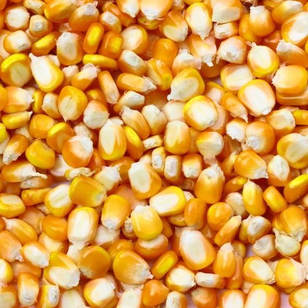 七十一团3.9万亩制种玉米喜获丰收