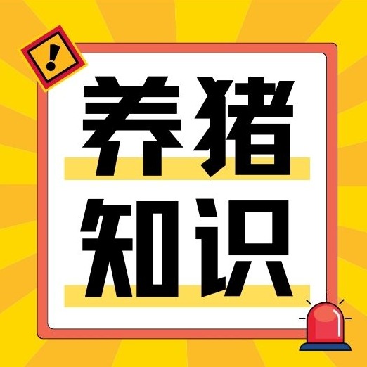 夏季热应激导致采食下降？母猪增食增效实操方案