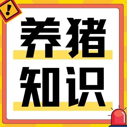 别再乱打针！猪传胸防大于治，做好这几点全程少发病