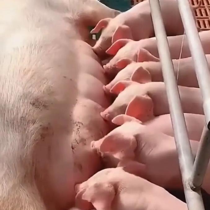 母猪产后炎症的预防与处置方案