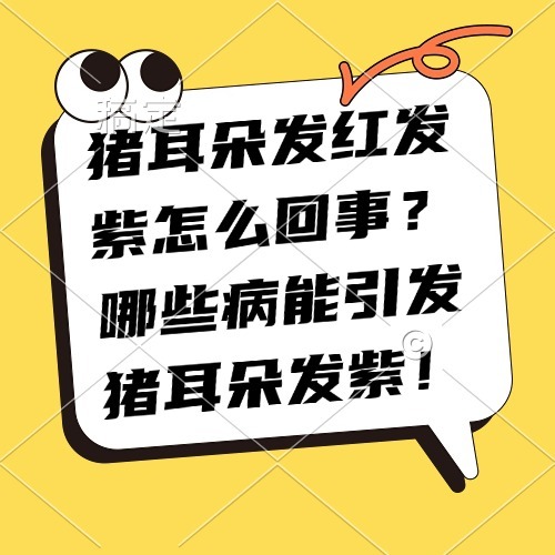 猪耳朵发红发紫怎么回事？哪些病能引发猪耳朵发紫！