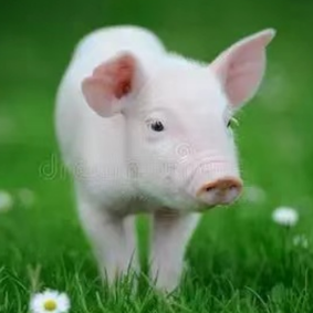 夏季科学养猪管理技术要点