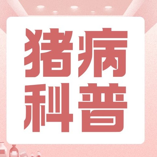秋季猪呼吸道病高发，温差氨气粉尘这样管