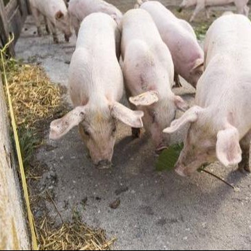 矿物质元素与种猪繁殖性能关系研究