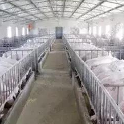 猪群药物保健怎么做？防大于治是关键