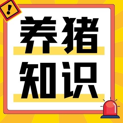 猪圆环病毒危害大！造成僵猪皮炎死胎，这样综合防控才有效