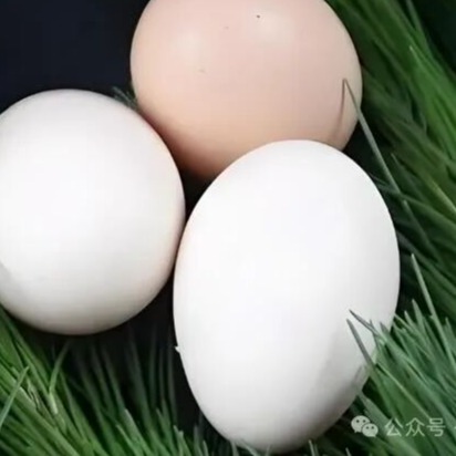 家禽养殖的几个小知识，很多养殖户都不知道！