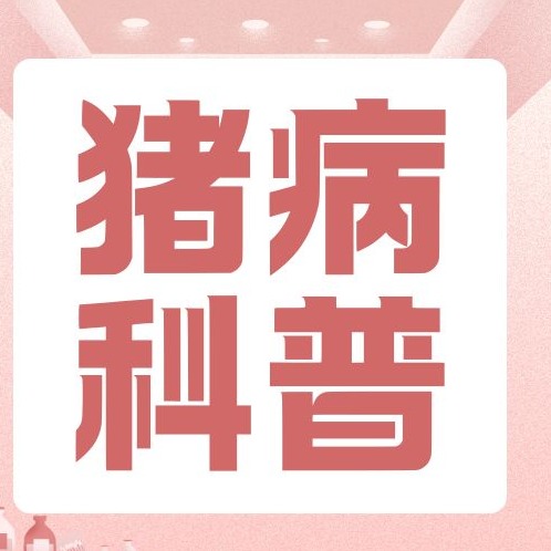 母猪反复便秘危害巨大！伤子宫、损产仔、降年限，一招根治