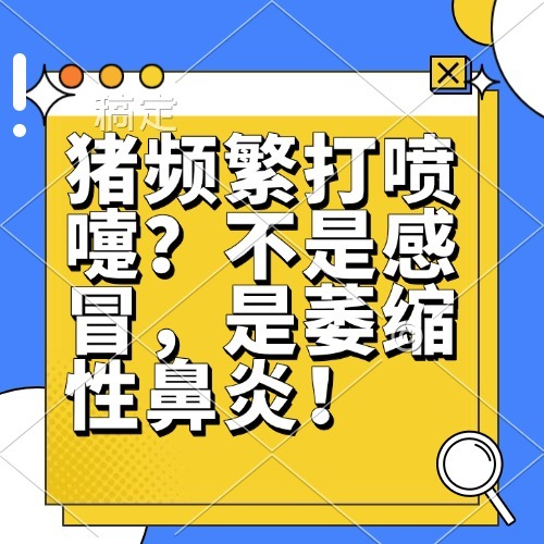 猪频繁打喷嚏？不是感冒，是萎缩性鼻炎！