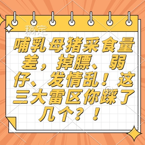 哺乳母猪采食量差，掉膘、弱仔、发情乱！这三大雷区你踩了几个？！