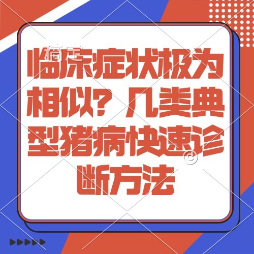 临床症状极为相似？几类典型猪病快速诊断方法