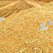 十五五开局！夏粮首破3000亿斤，全年粮食丰收在望