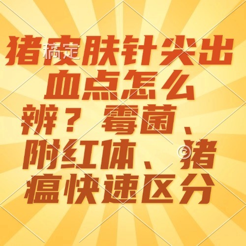 猪皮肤针尖出血点怎么辨？霉菌、附红体、猪瘟快速区分