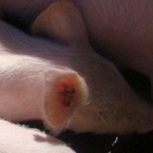 为什么猪肉没了小时候的味道？