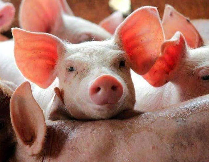 猪痘有什么症状？有哪些防治措施？