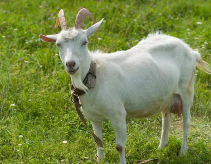 育肥羊舍管理细节