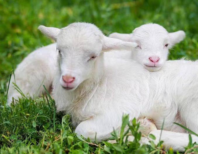 牛羊的生理指标