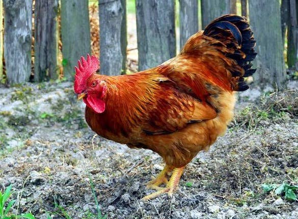 2021年12月20日817鸡苗和毛鸡价格早报