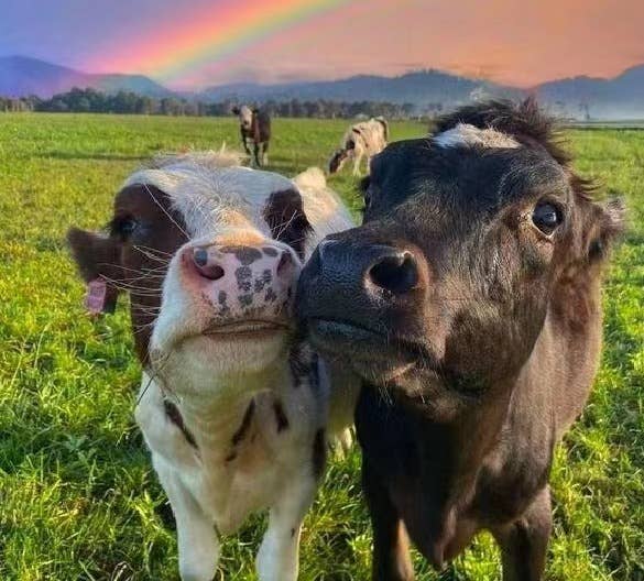 母牛产后生殖器官的变化