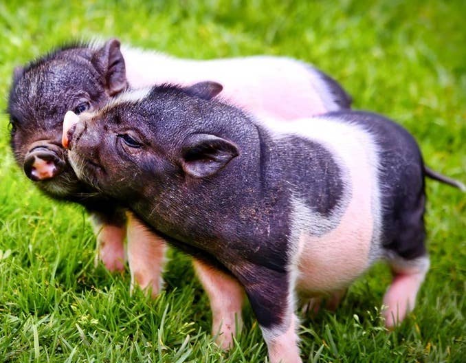 猪价有变！【明天猪价】6月19日全国猪价涨跌表！