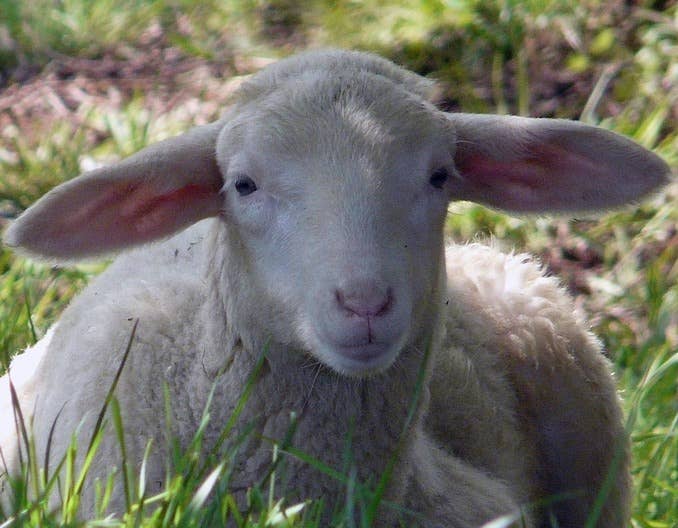 春天到了，养羊人在做三联四防疫苗过程中，需要注意的问题总结