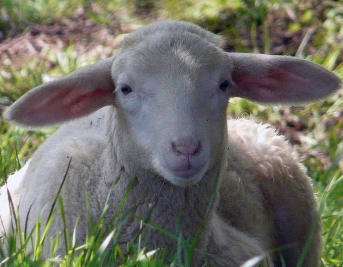 羊不吃草不反刍？这招挺管用！