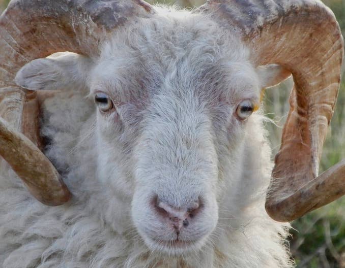 羊长得慢的原因是什么？小羊长的慢怎么办？