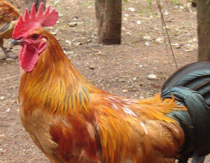 2021年12月31日817鸡苗和毛鸡价格早报