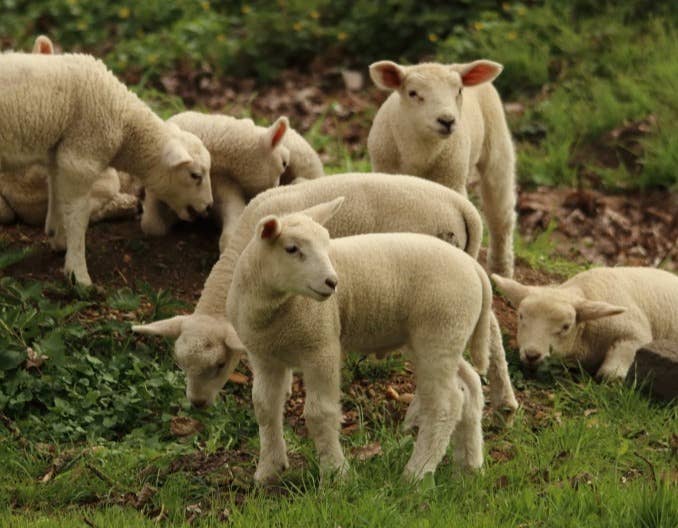 8个小方法，顺利解决青年母羊不发情！