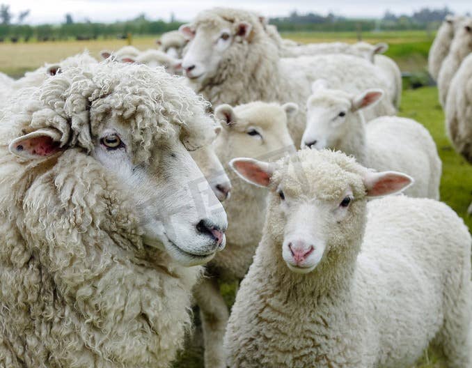 养羊免疫程序表，请收藏！