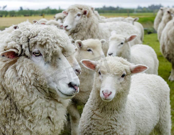 养羊最大的&ldquo;敌人&rdquo;！羊药使用5大误区你中了几条？