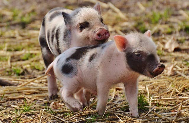 2022年1月5日生猪价格分析